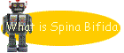 What is Spina Bifida